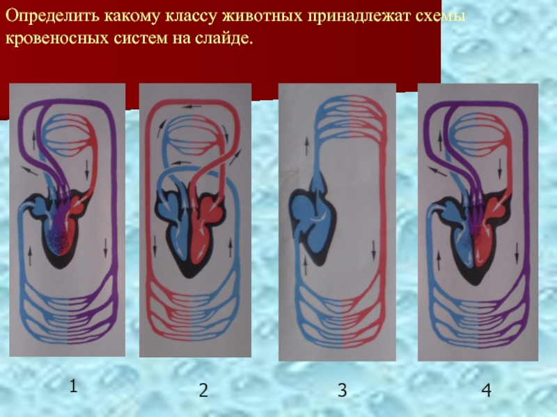 Рисунок кровеносной системы животных. Схемы кровообращения позвоночных. Кровеносная система схема. Эволюция кровеносной системы у животных. Схемы кровеносных систем позвоночных животных.