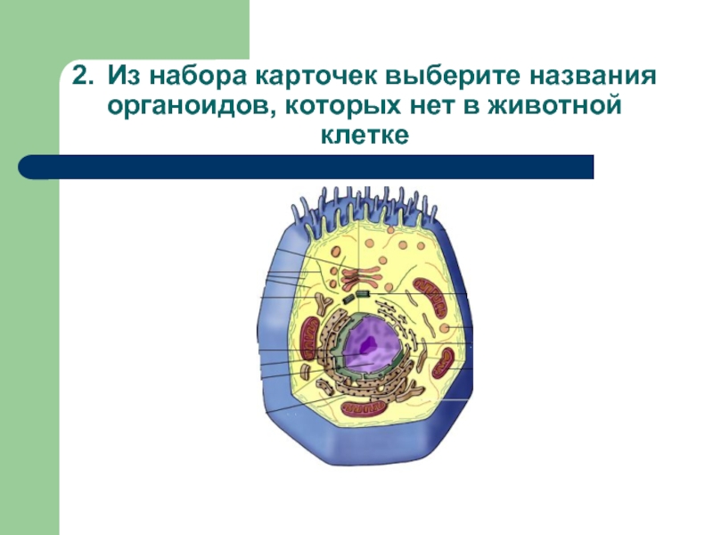 Набор органоидов клетки. Отметь название клеточного органоида. Клетка элементарная биологическая система. Хранение наследственной информации клетка животных.