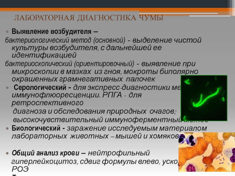 Возбудитель выделяет. Выделение чистой культуры возбудителя. Методы лабораторной диагностики бактериологический. Выделение чистой культуры микобактерий. Бактериологический метод диагностическая ценность.