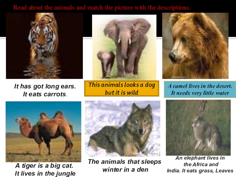 Animals you look like. Match the animals with the descriptions.
