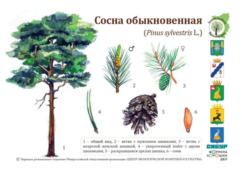 Сосна обыкновенная классификация. Что символизирует сосна. Экологические виды сосны обыкновенной. Экологическая ниша сосны обыкновенной. Сосна обыкновенная карта.