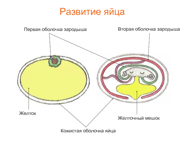 Кожистая оболочка яйцаПервая оболочка зародышаВторая оболочка зародышаЖелточный мешокЖелтокРазвитие яйца