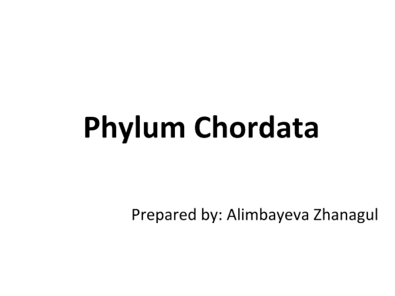 Презентация Phylum Chordata