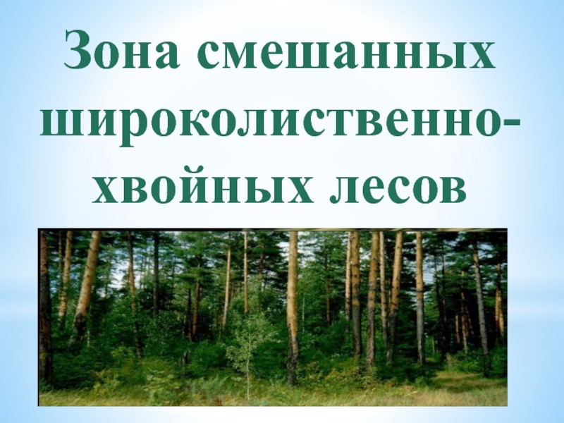 Охрана природной зоны широколиственных лесов. Зона смешанных широколиственных хвойных лесов. Зона хвойно-широколиственных лесов. Смешанные и широколиственные леса презентация. Зона хвойных лесов презентация.