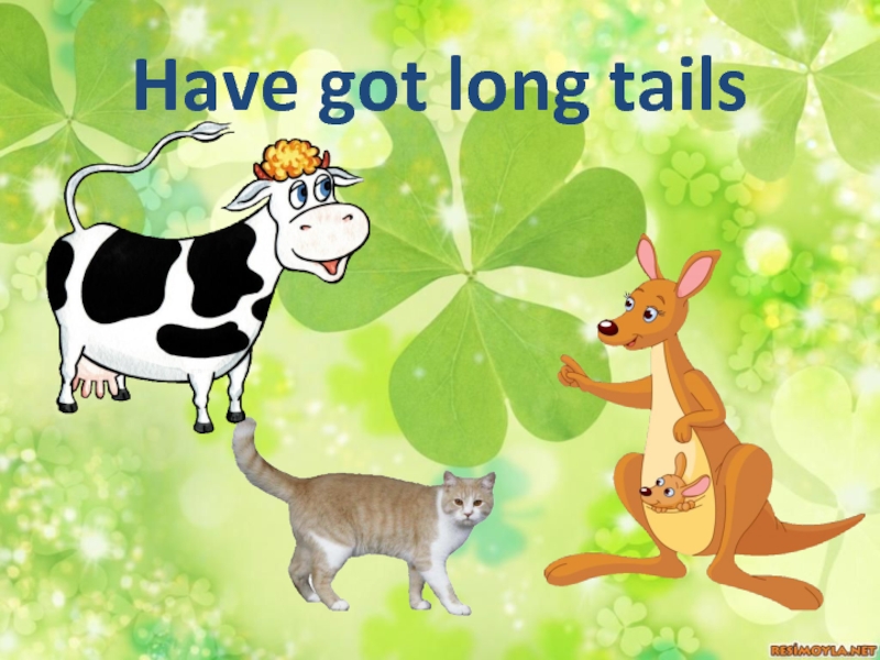 На русском long tails. Have got long Tails. Cow have got long Tails карточка по английскому. Long Tails? Англ предложения. Cows have got long Tails.