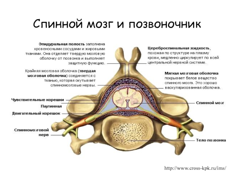 РЎРїРёРЅРЅРѕР№ РјРѕР·Рі