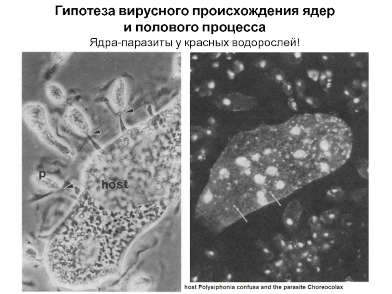 Ядро процесс. Вирусная гипотеза происхождения ядра. Происхождение ядра. Происхождение ядра вирусная теория. Choreocolax polysiphoniae.