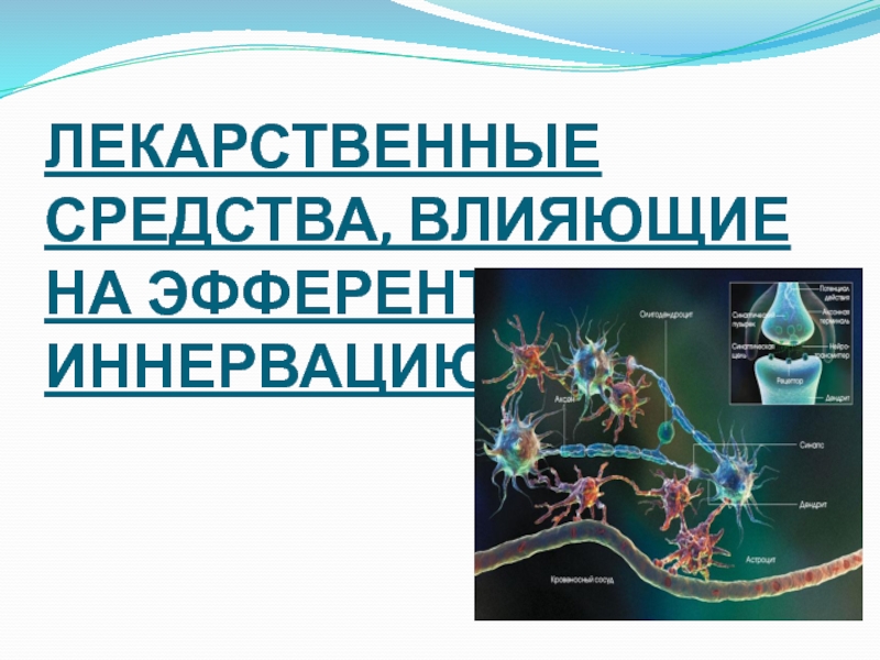 Презентация ЛЕКАРСТВЕННЫЕ СРЕДСТВА, ВЛИЯЮЩИЕ НА ЭФФЕРЕНТНУЮ ИННЕРВАЦИЮ