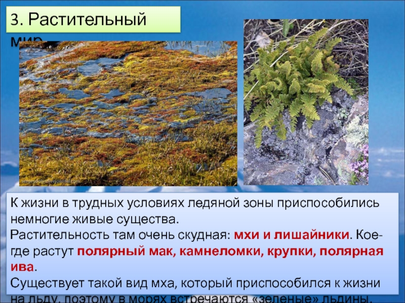 Какие растения есть в арктике. Лишайники арктических пустынь России. Мхи и лишайники арктических пустынь. Растения ледяной зоны. Арктическая зона растительный мир.