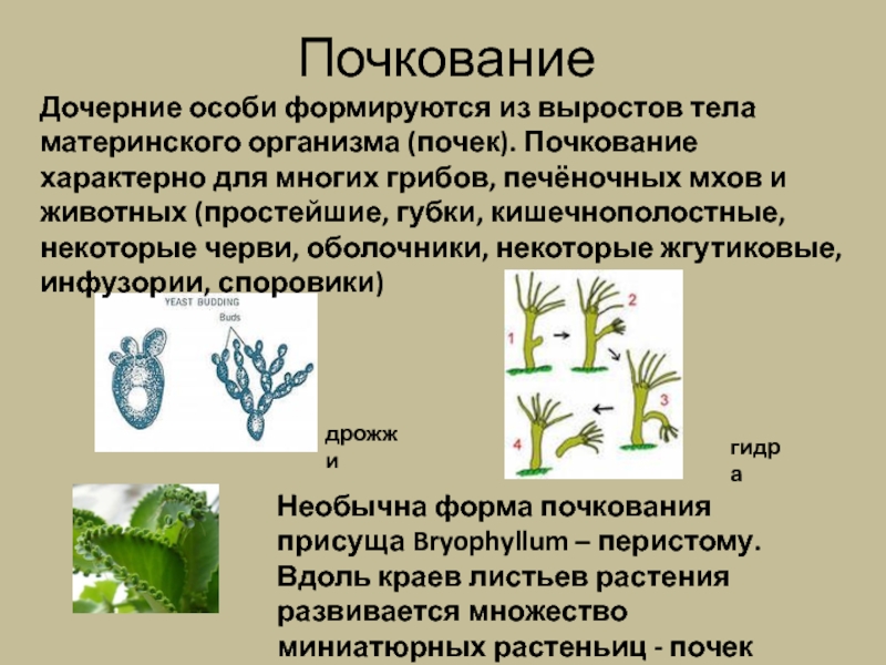 Дочерний организм. Почкование у растений. Почкование у растений примеры. Почкование характерно для. Почкование дрожжей и гидры.