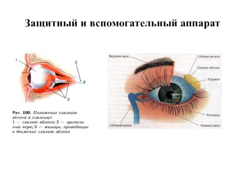 Брови аппарат глаза. Строение вспомогательного аппарата глаза. Вспомогательный аппарат защитный аппарат таблица. Защитный аппарат органа зрения. Вспомогательные структуры глаза.
