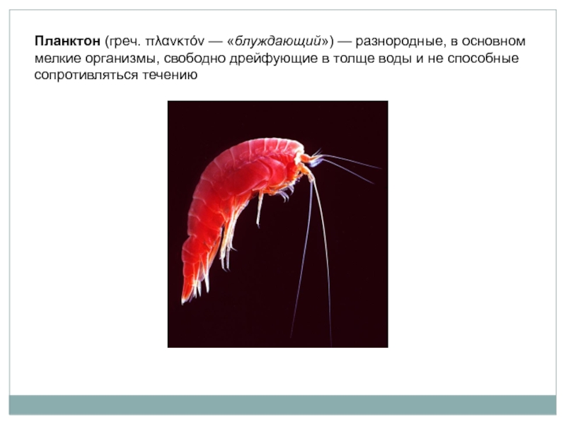 Планктон (греч. πλανκτόν — «блуждающий») — разнородные, в основном мелкие организмы, свободно дрейфующие в толще воды и не способные