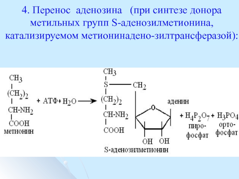 Схема образования аденозина