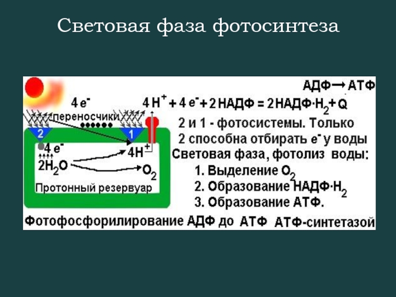 Общая схема фотосинтеза 10 класс