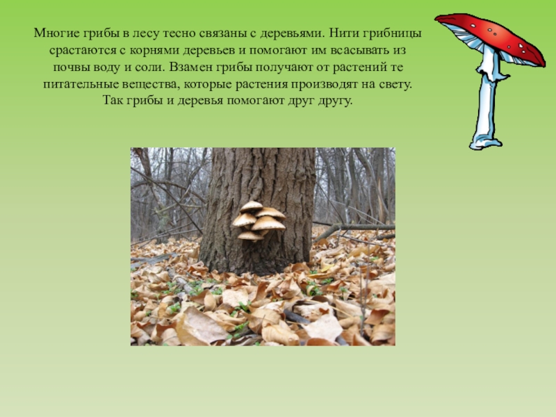 Сочинение на тему красота грибов. Как грибы связаны с деревьями. Грибы в лесу тесно связаны с деревьями. Грибы около дерева. Грибы на деревьях.