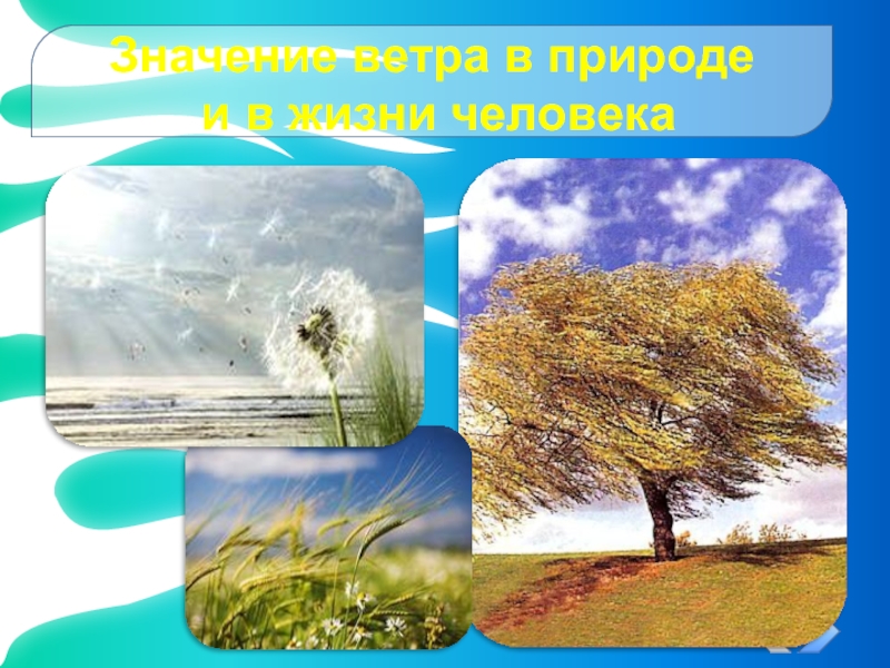 Роль ветра. Движение воздуха в природе. Природные явления ветер для детей. Ветер для презентации. Движение воздуха в природе ветер.