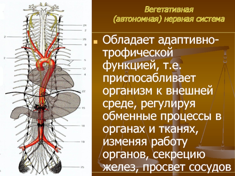 Вегетативная (автономная) нервная система