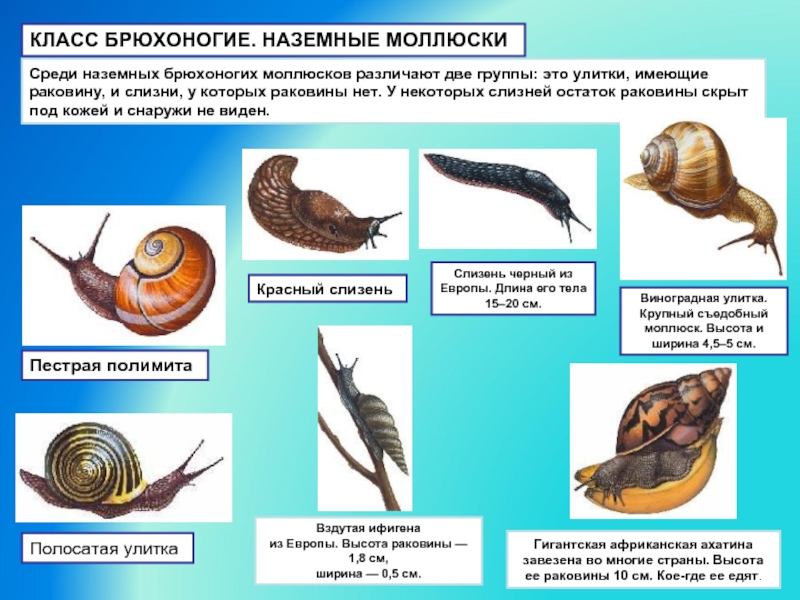 Какой тип развития характерен для улитки изображенной на рисунке