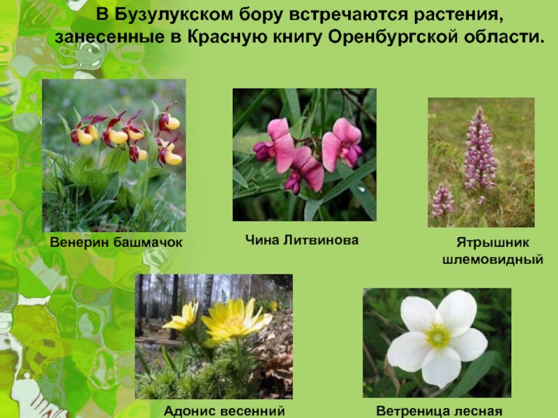 В Бузулукском бору встречаются растения, занесенные в Красную книгу Оренбургской области. Венерин башмачок