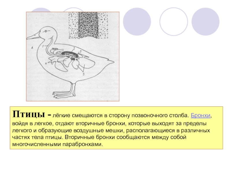 В легкие птиц поступает. Легкие птиц. Эволюция дыхательной системы птиц. Воздушные мешки у птиц. Схема строения дыхательной системы птиц.