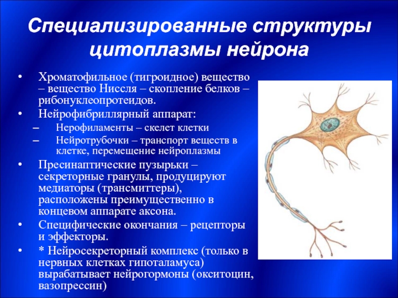 Специализированная структура. Нейрофибрилловый аппарат. Специализированные структуры нейрона. Хроматофильное вещество нейрона. Хроматофильное вещество в нервной клетке.