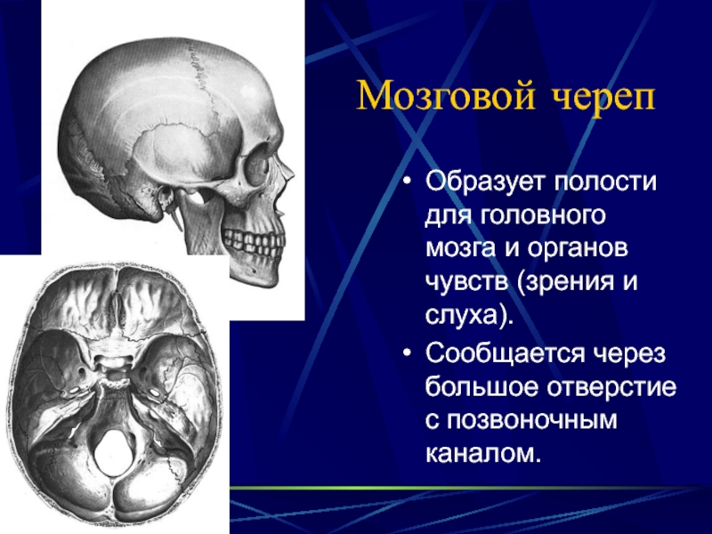 Парным костям мозгового отдела черепа