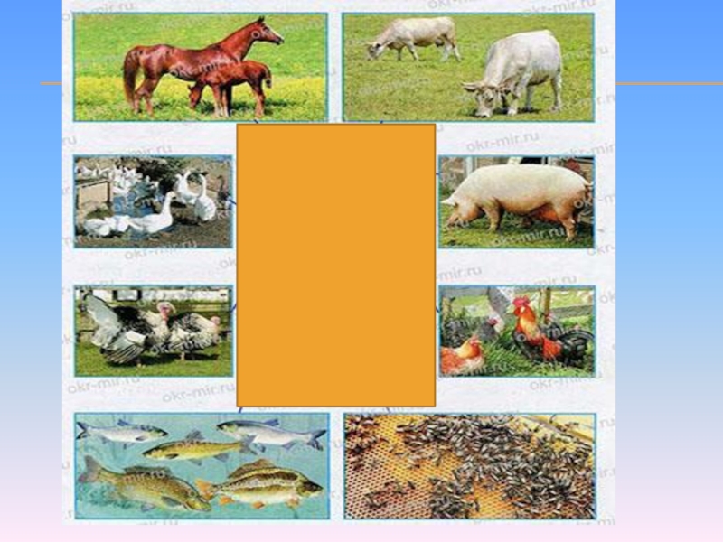Окружающий мир тест на тему животноводство. Животноводство окружающий мир. Окр мир животноводство. Сельскохозяйственные животные 3 класс окружающий мир. Животноводство тема урока.