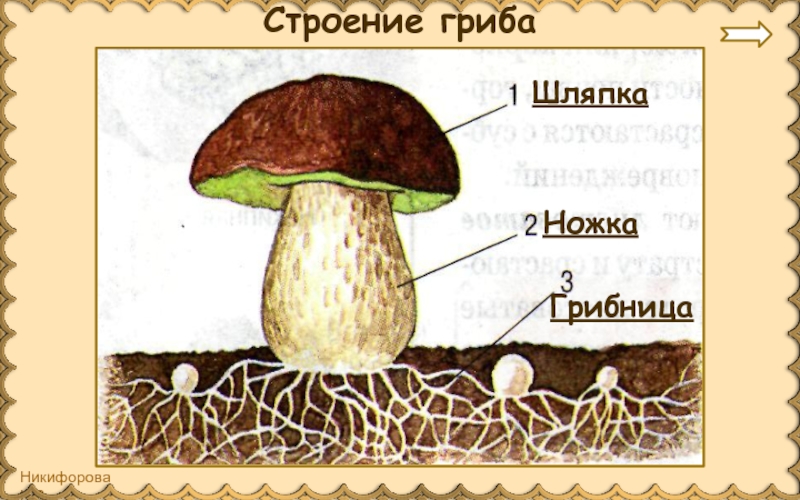 Строение гриба рисунок