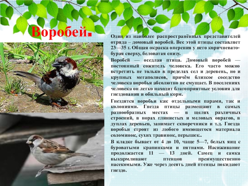 Сколько весит воробьев. Поделка птица Воробей Домовой. Воробей снизу. Вес воробья. Домовой Воробей распространение.