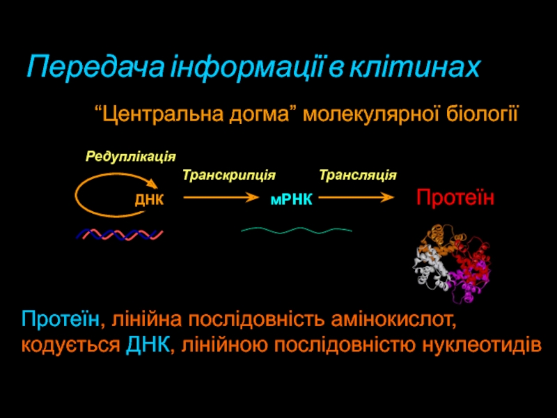 мРНКПротеїнДНКТранскрипціяТрансляція“Центральна догма” молекулярної біологіїРедуплікаціяПередача інформації в клітинах Протеїн, лінійна послідовність амінокислот,кодується ДНК, лінійною послідовністю нуклеотидів