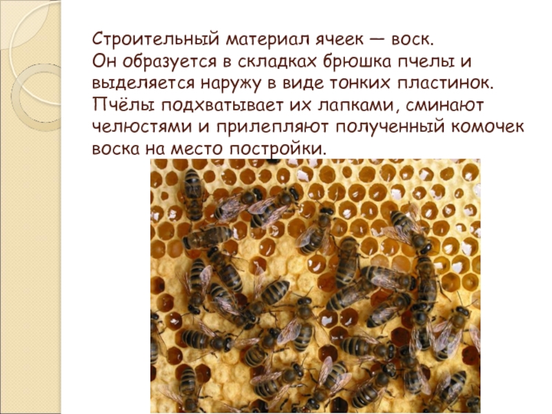 3 пчелы 3 дома. Пчела выделяет воск. Проект на тему удивительные пчёлы. Пчелы проектная работа. Выделение воска пчелами.