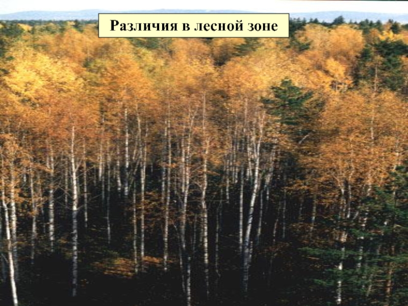 Урок лес 4 класс. Возвышенности Лесной зоны. Возвышенности Лесной зоны России. Возвышенности Лесной зоны название. Горы Лесной зоны названия.