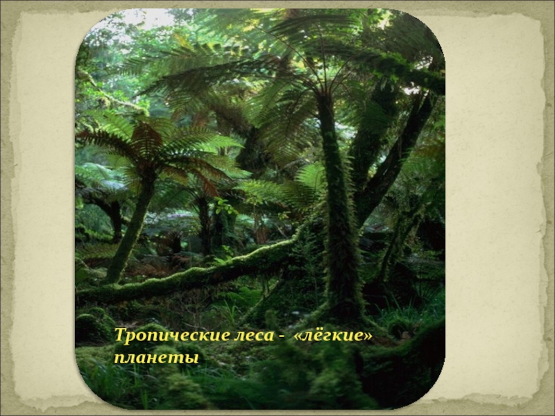 Тропические леса - «лёгкие» планеты