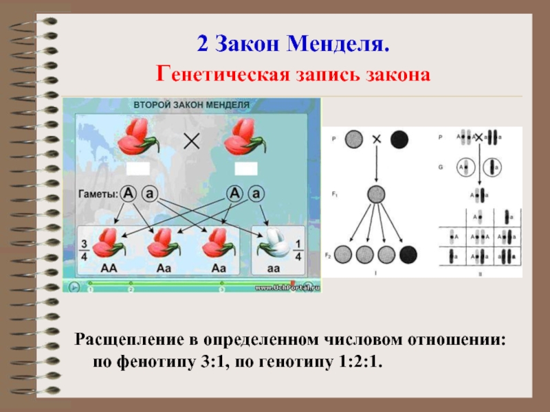 Закон менделя схема