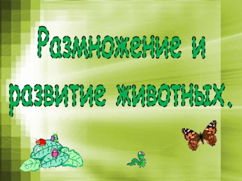 Размножение и развитие животных