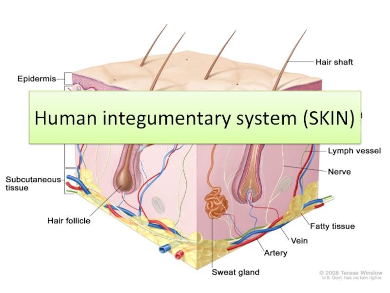 Презентация Human integumentary system (SKIN)