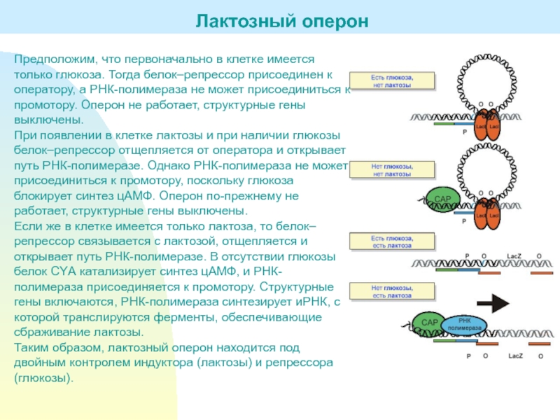 Промоторы рнк полимеразы 3. Лактозный оперон белок. Лактозный оперон репрессор. . Роль регуляторных белков в регуляции генной активности. Белок репрессор в лактозном опероне.
