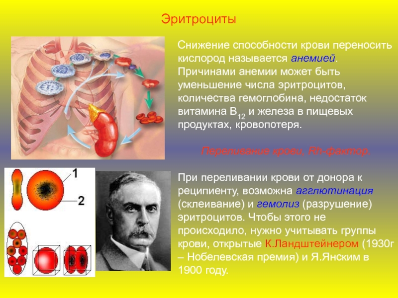 Понизить кислород. Снижение эритроцитов. Снижение количества эритроцитов. Уменьшение эритроцитов в крови. Уменьшение числа эритроцитов.