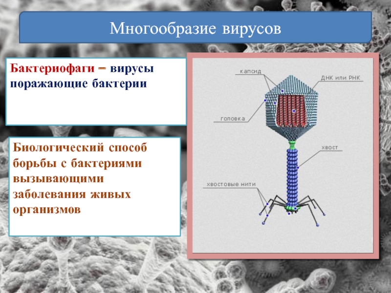 Наследственный аппарат бактериофага