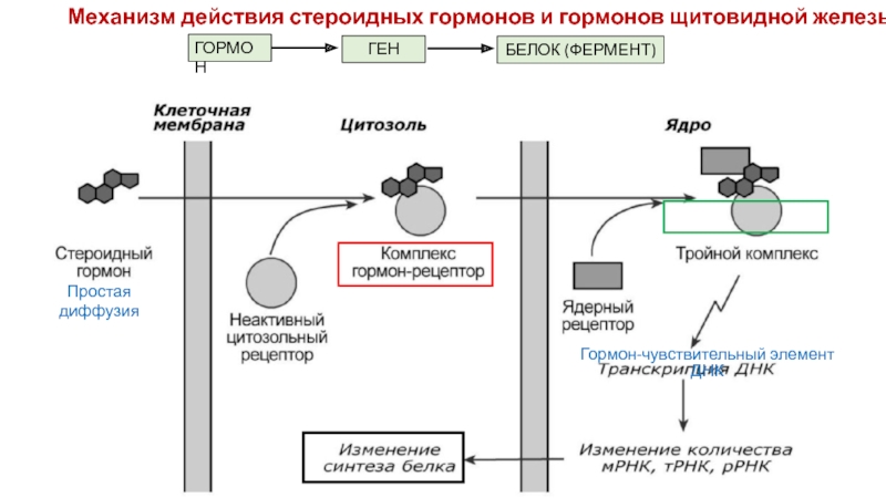 Схема действия стероидных гормонов