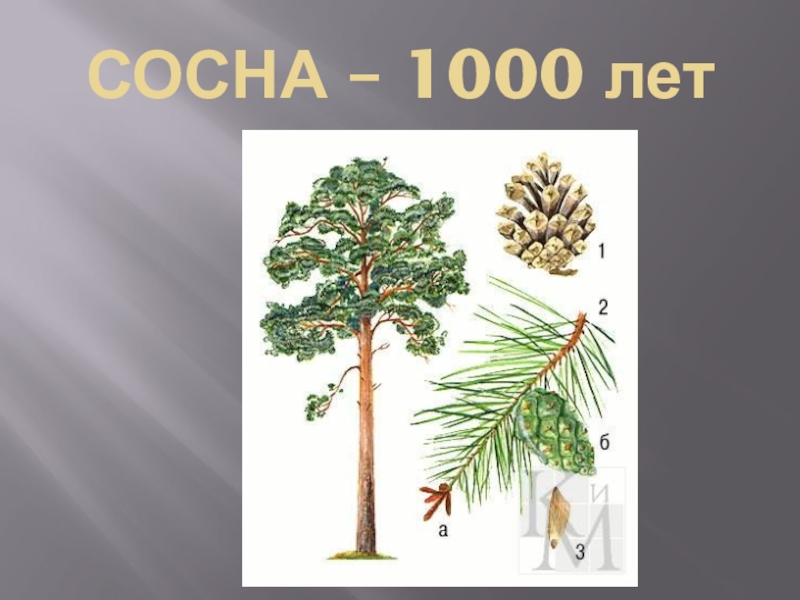 Презентация деревья. Сосна 1000 лет. 1000 Сосна. Сосна 1000 лет вечер.