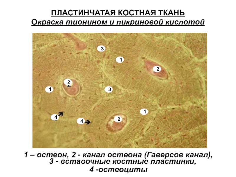 Презентация костная ткань гистология