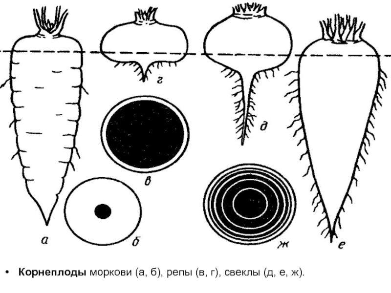 У моркови свеклы репы развиваются. Корнеплоды моркови репы и свеклы. Корнеплоды редьки моркови и свеклы. Строение корнеплода редиса и моркови. Морковь посевная строение.