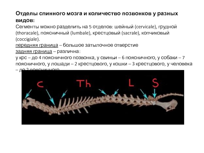 Отделы позвоночника хордовых. Отделы спинного мозга. Отделы спинного мозга позвонки. Количество позвонков разных видов. На какие отделы можно разделить спинной мозг.