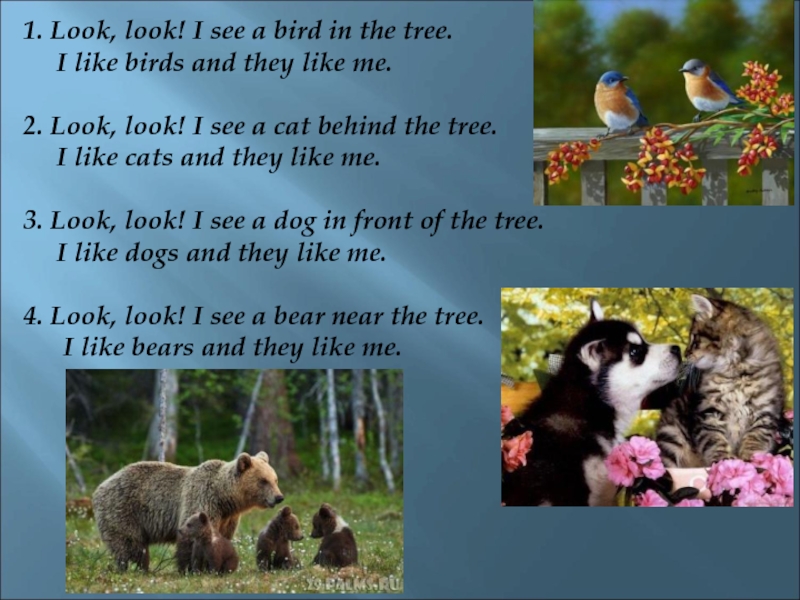 I look like. Look look i see a Bird in the Tree стих. I see a Cat i see a Dog стихотворение. Look look i see a Bird in the Tree i like Birds and they like me. Birds in a Tree рифмовка.