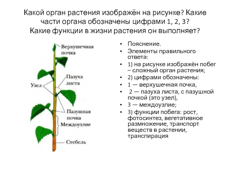 Какие органы растений обозначены на рисунке