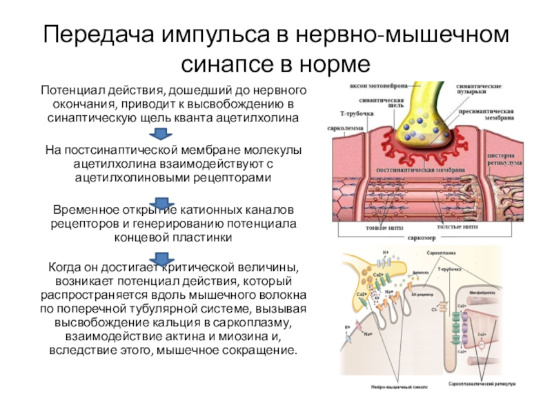 Передача импульса в синапсе