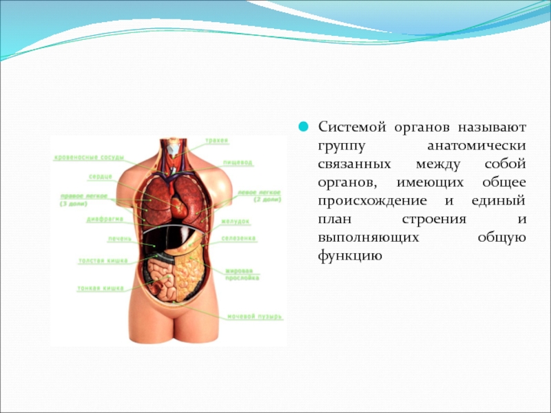 Название групп органов. Системы органов. Системы органов человека человека. Перечислите основные системы органов. Назовите системы органов человека.