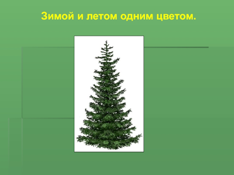 Зимой и летом одним цветов. Зимой и летом одним цветом. Зимой и летом 1 цветом.