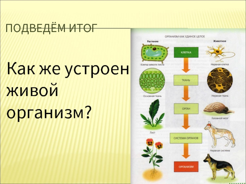 Определенные группы живых организмов